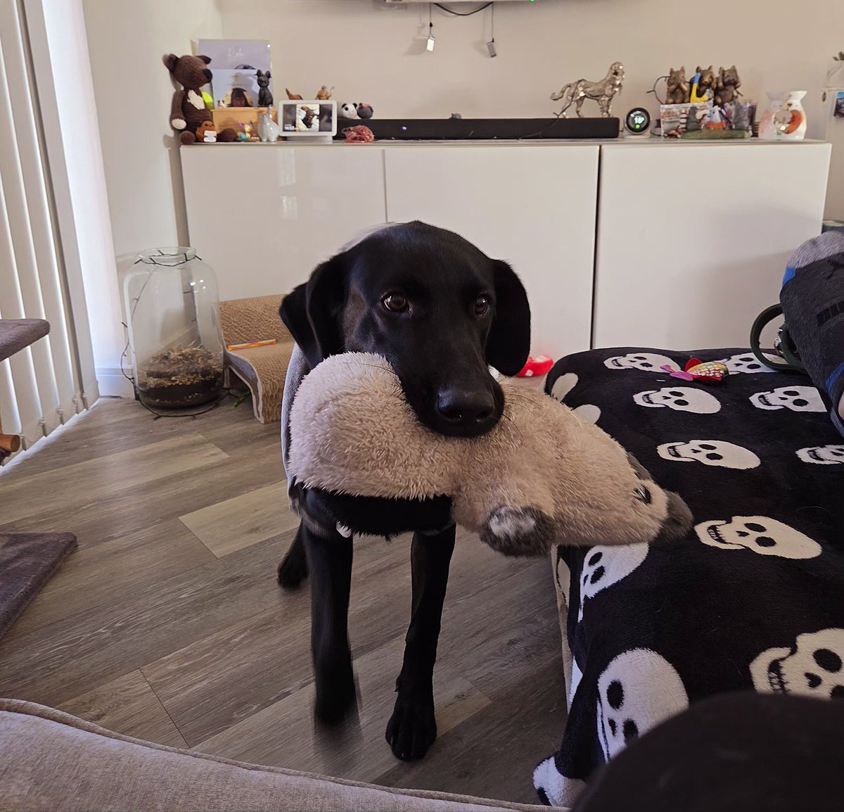 ✨️Spoop✨️ tweet media