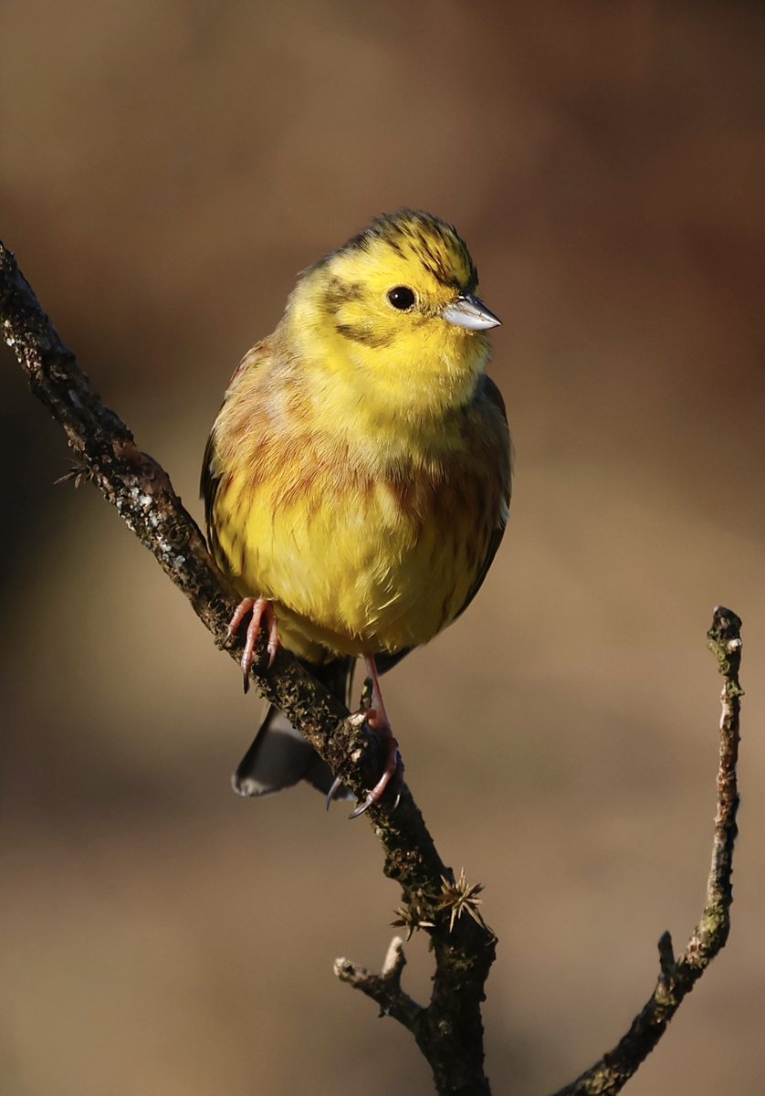 Steve Sanderson tweet media