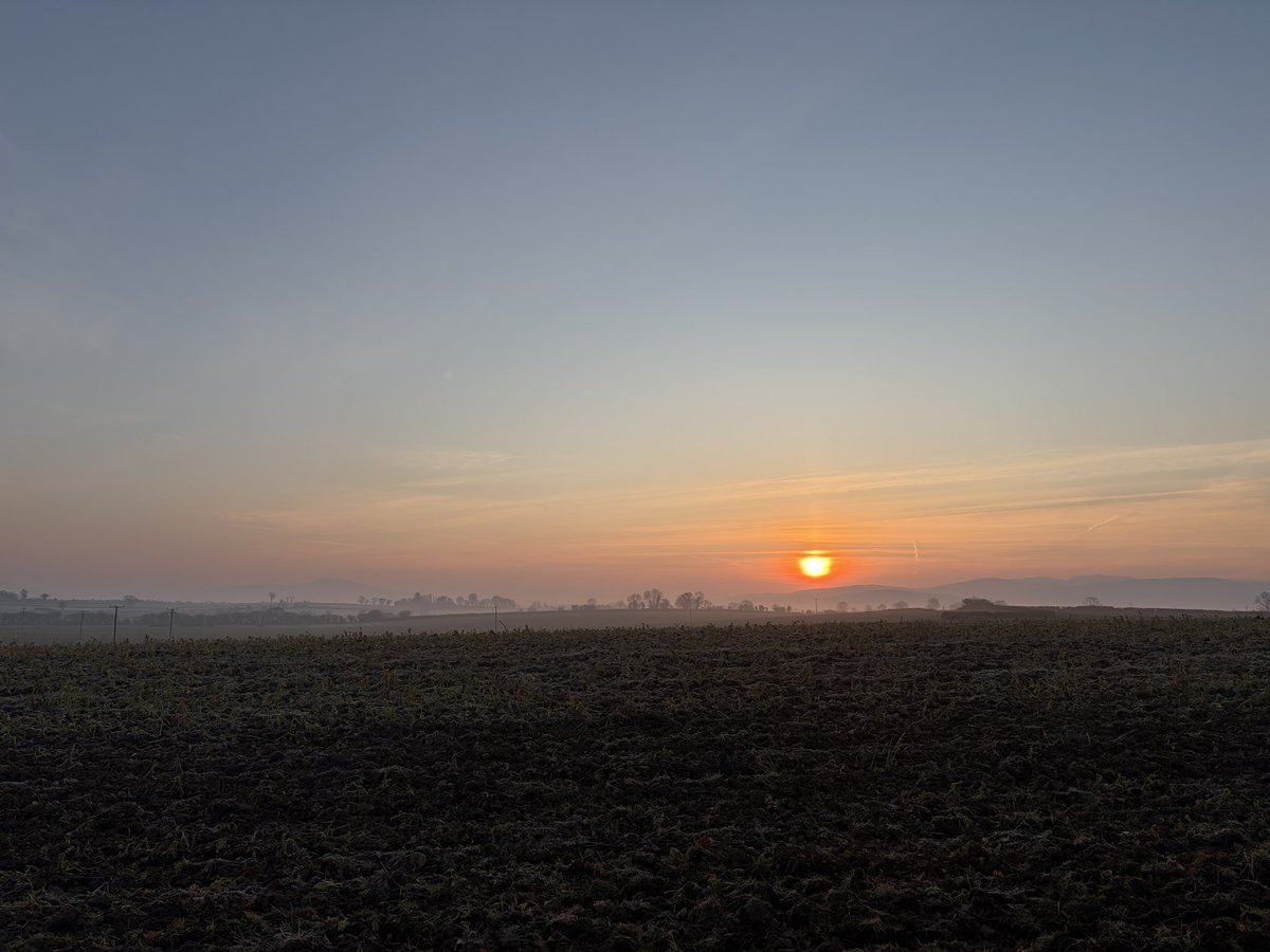 Gerard Sheehy tweet media