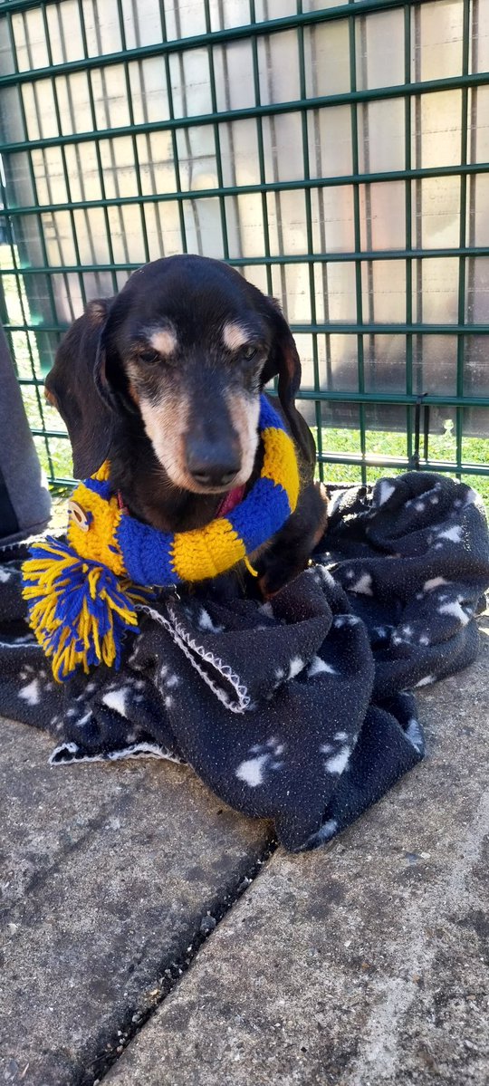 Peter Pinto de Sa tweet media