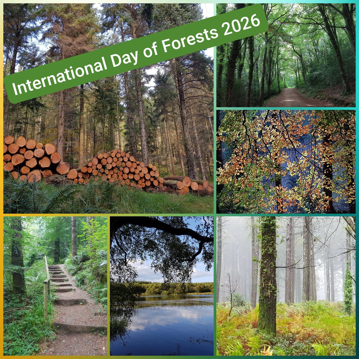 UCD Forestry tweet media