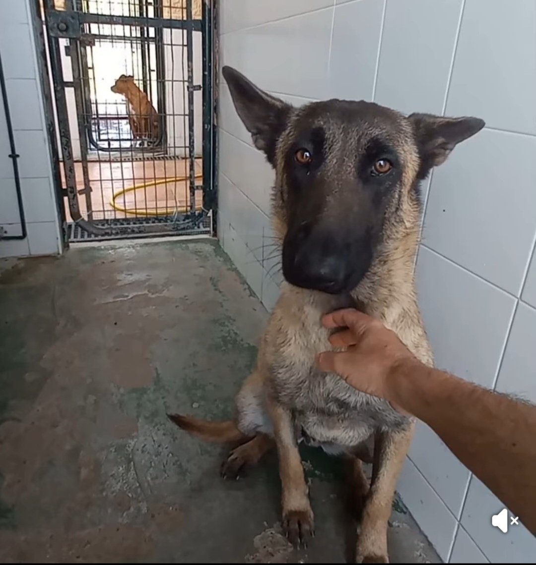 Perrera de Jerez.
Otro malinois abandonado y ya van muchos😥
Esta cosita con esta carita de buena es Caperucita de 1 año y 20 kg,un pelin miedosa pero pura 🩷
Es muy sociable con 🐕 y con 🐱 no se ha probado.
Puede 🚗,te animas a darle un hogar?🙏🙏🏿
Llama ☎️ 652221178/699731330