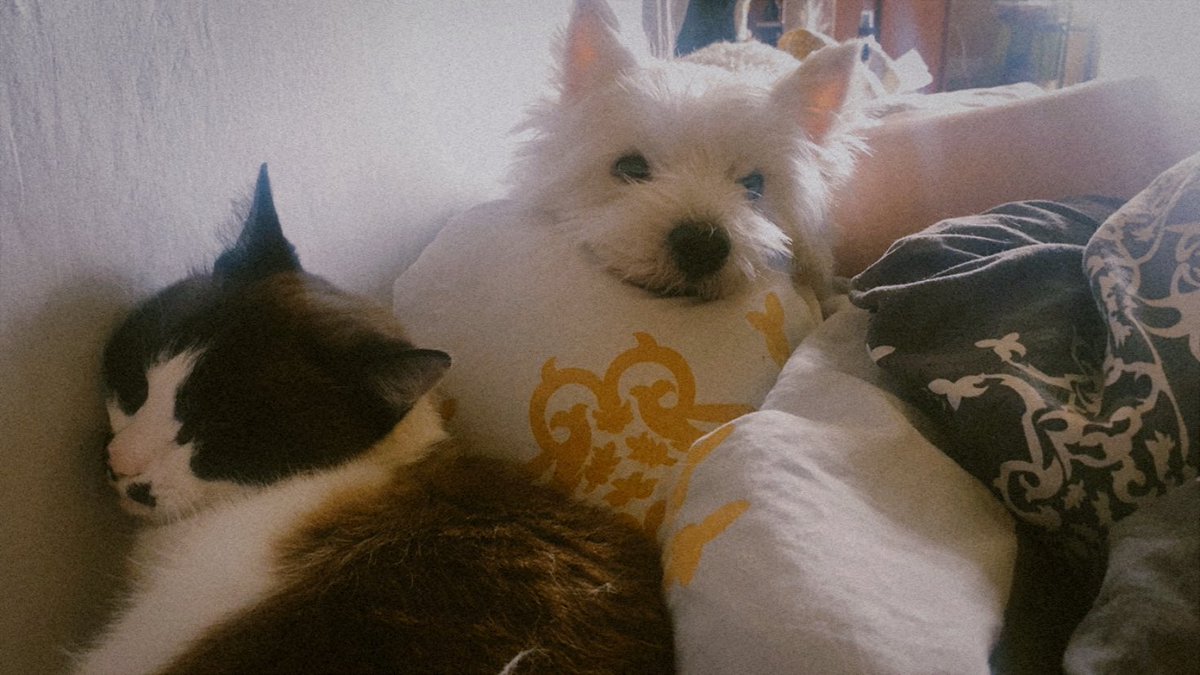 Лисиця tweet media