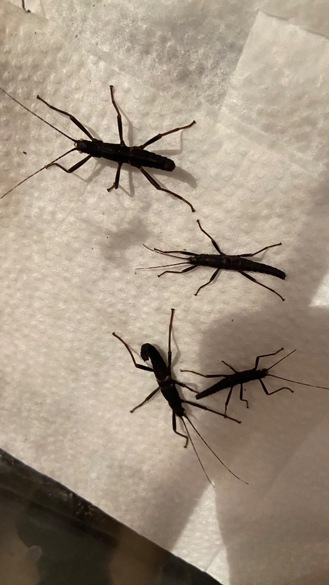 katydidposting 𓆧 tweet media