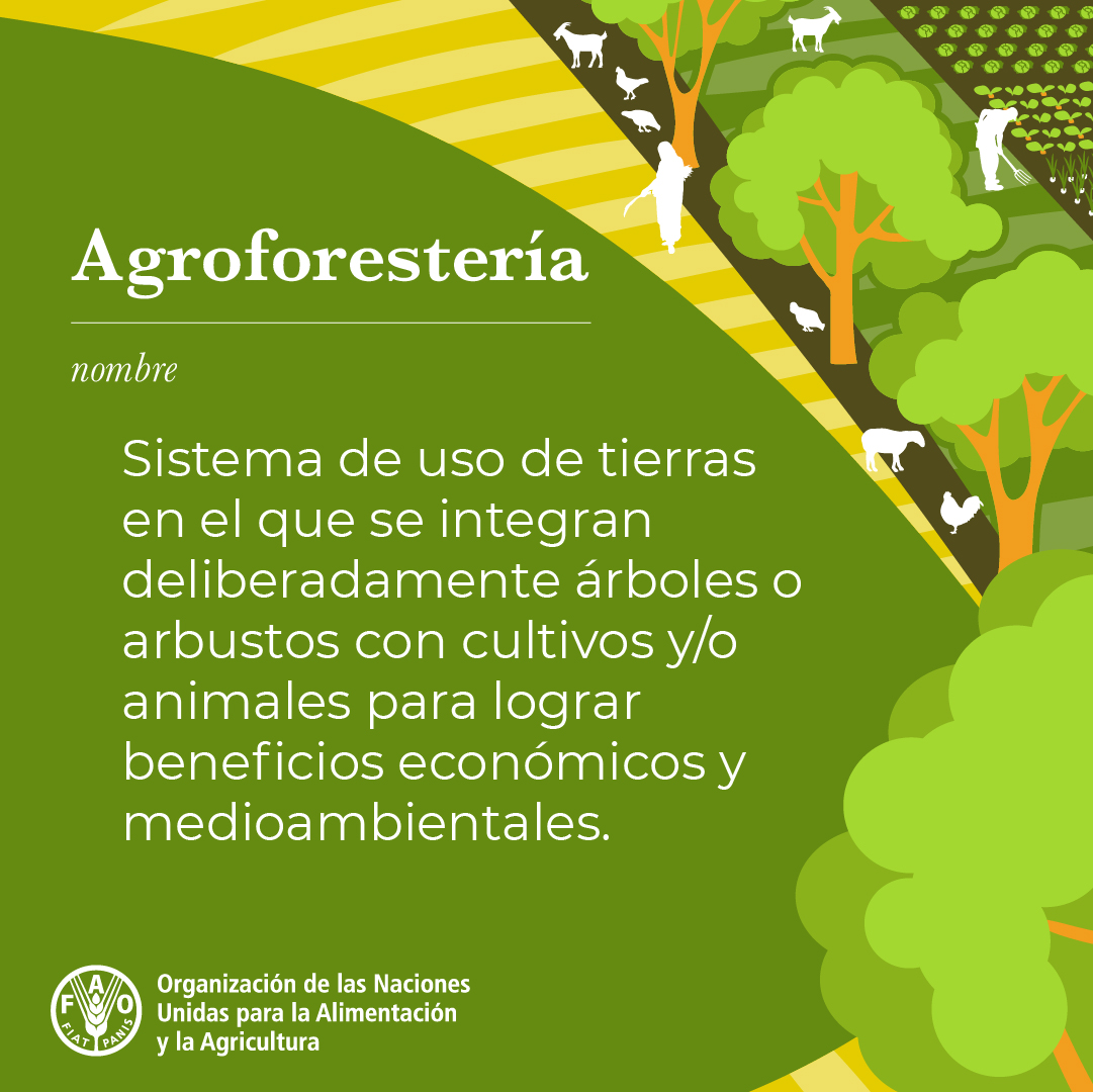FAOGuatemala's tweet photo. 🤔¿Sabías que...?

Los sistemas #agroforestales pueden alcanzar entre el 50 % y el 80 % de la biodiversidad de los bosques naturales.

Descubre más sobre el trabajo de la @‌FAO en materia de agroforestería aquí 👉https://t.co/vsNjpCG42F https://t.co/IlXuNoT9Uy