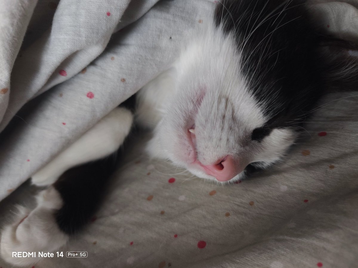 Capo cantiere 🇮🇹 tweet media