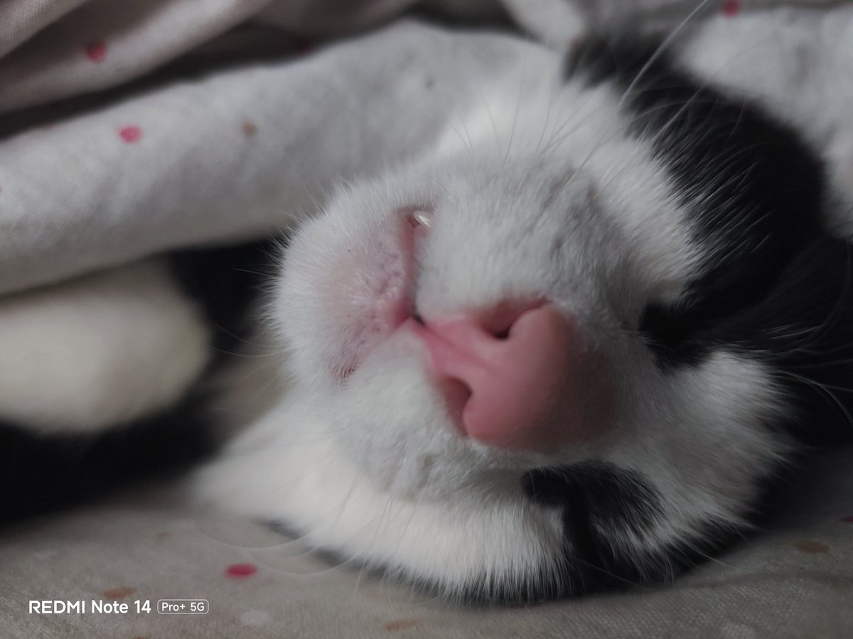 Capo cantiere 🇮🇹 tweet media