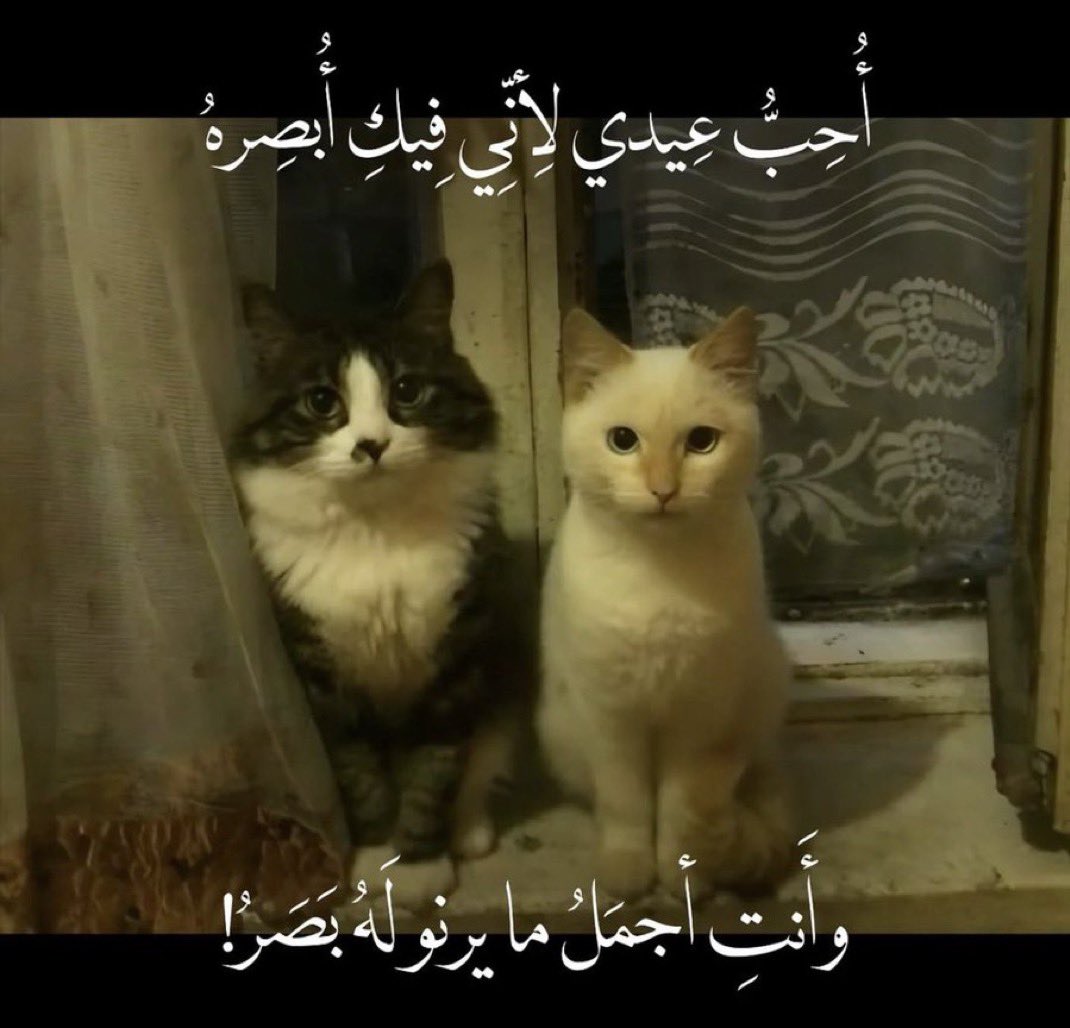 عبْدالله الزيدي tweet media