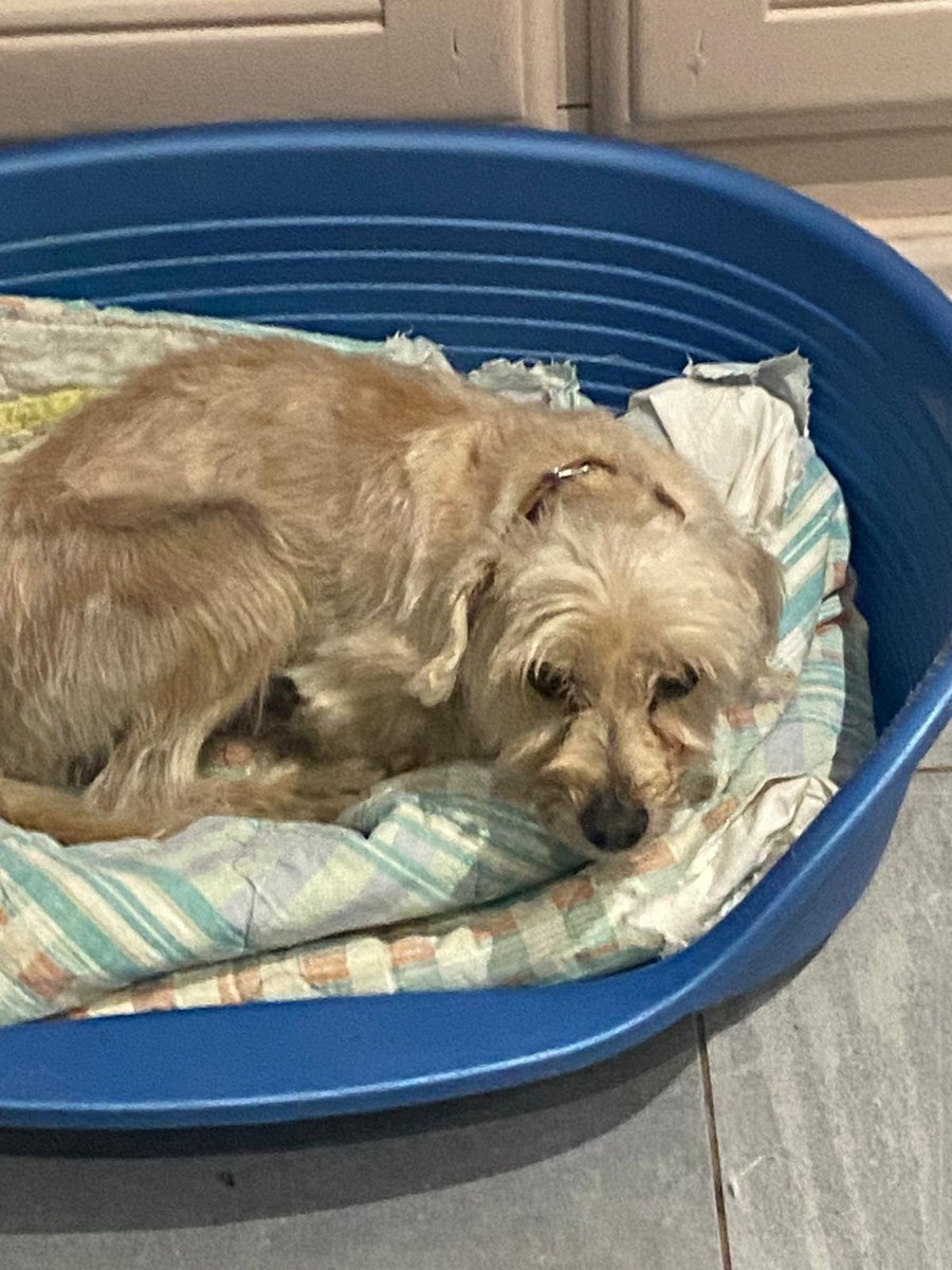 BRINDILLE85 💙🤍💔 🧡 tweet media