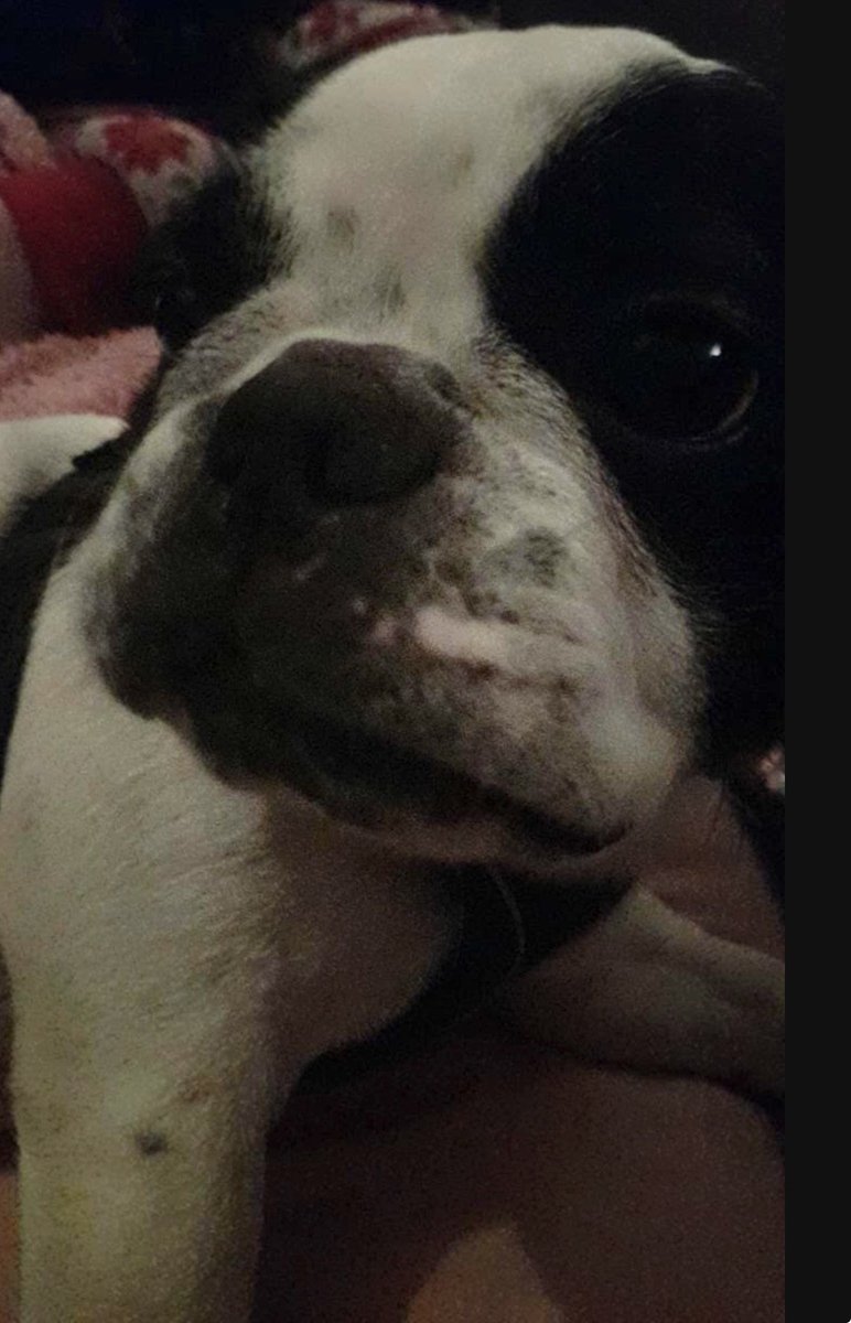 chris towers tweet media