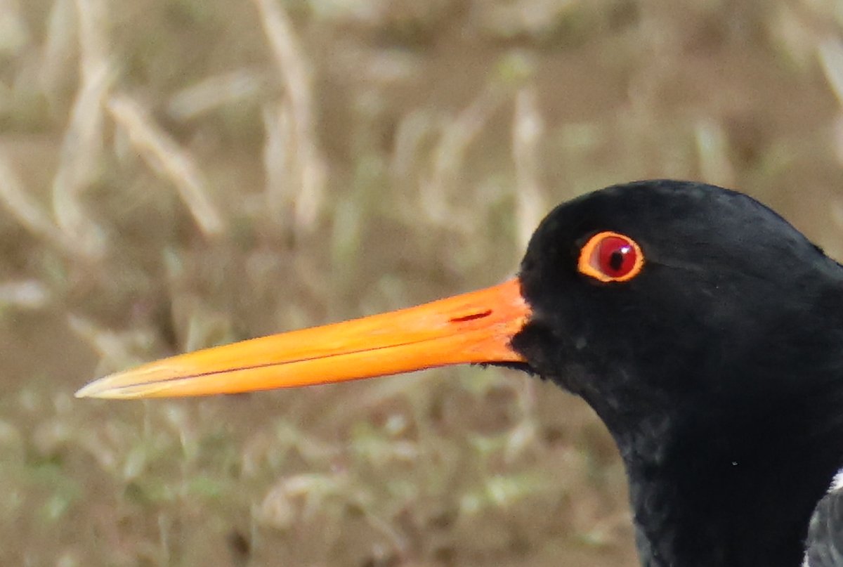 cranky1456's tweet image. Next up is a profile set of #Waders from Summer Leys Nature Reserve, here we have a Oystercatcher, Lapwing, Redshank &amp;amp; Great Egret.

#birds #photography #ECK #birdphotography #CanonR5mkii #naturephotography @wildlifebcn #ukbirding #CanonPhotography #BirdLife #wildlife #HeadShots