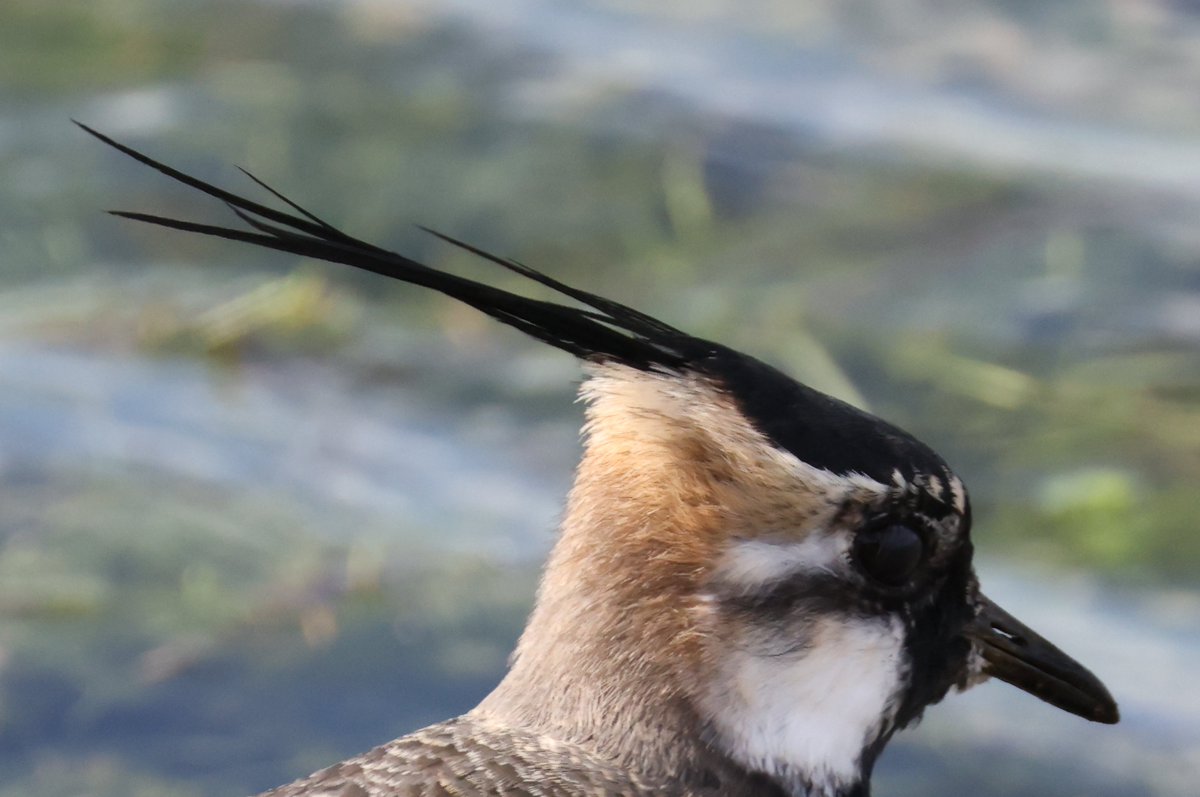 cranky1456's tweet image. Next up is a profile set of #Waders from Summer Leys Nature Reserve, here we have a Oystercatcher, Lapwing, Redshank &amp;amp; Great Egret.

#birds #photography #ECK #birdphotography #CanonR5mkii #naturephotography @wildlifebcn #ukbirding #CanonPhotography #BirdLife #wildlife #HeadShots