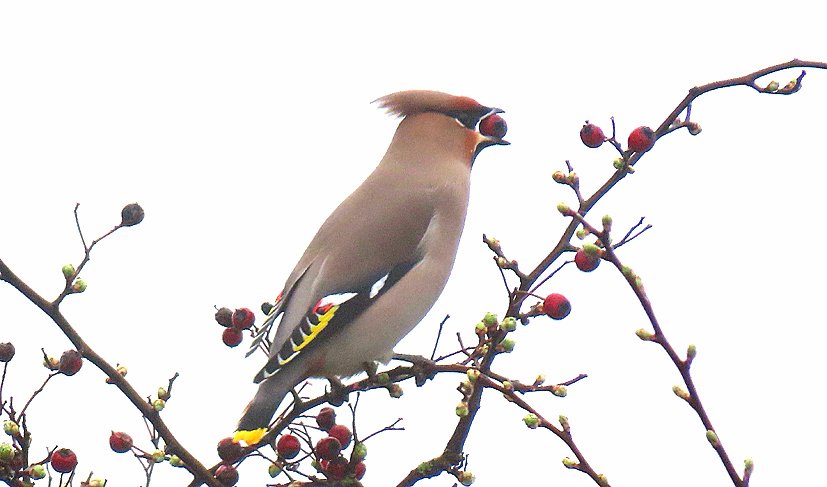 Roy Harvey tweet media