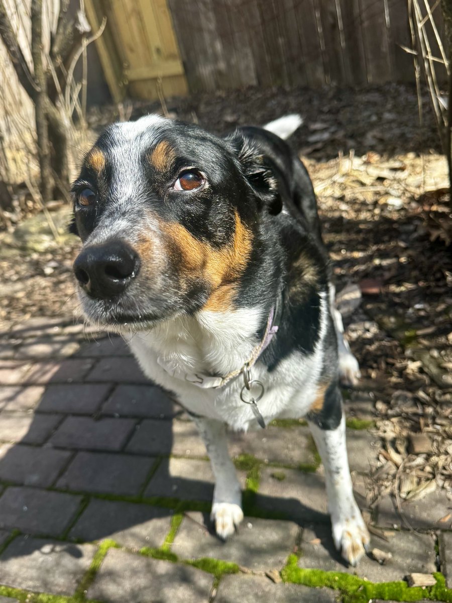 Maylee the Rescue Pup tweet media