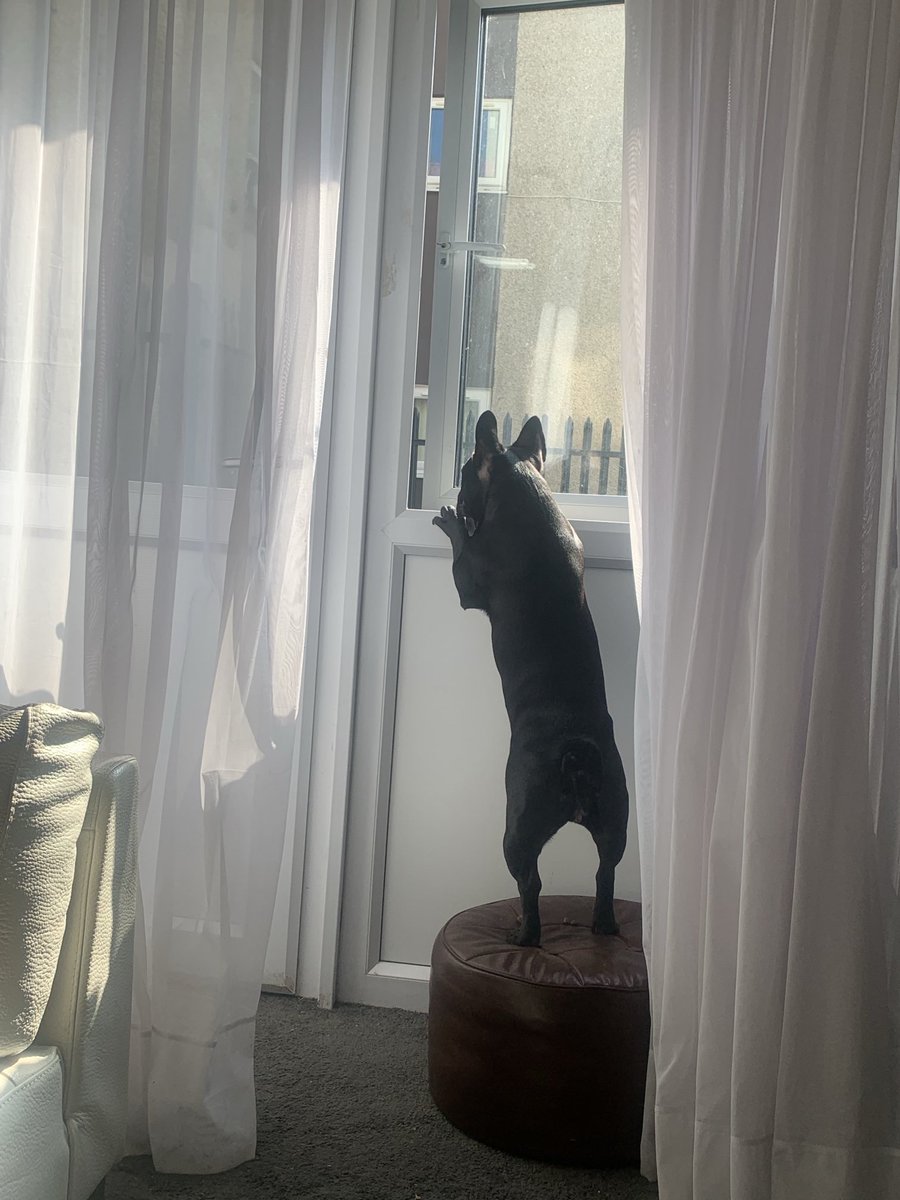 Daisy cliff 🐄 tweet media