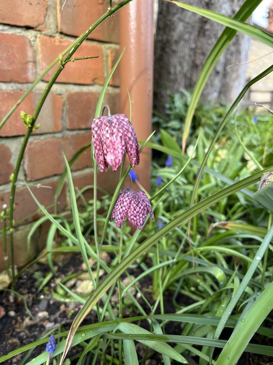 Mrs Smith's Cottage tweet media