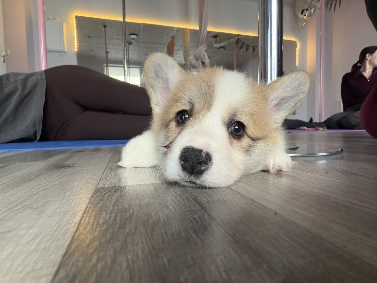 alex in her dnp era tweet media