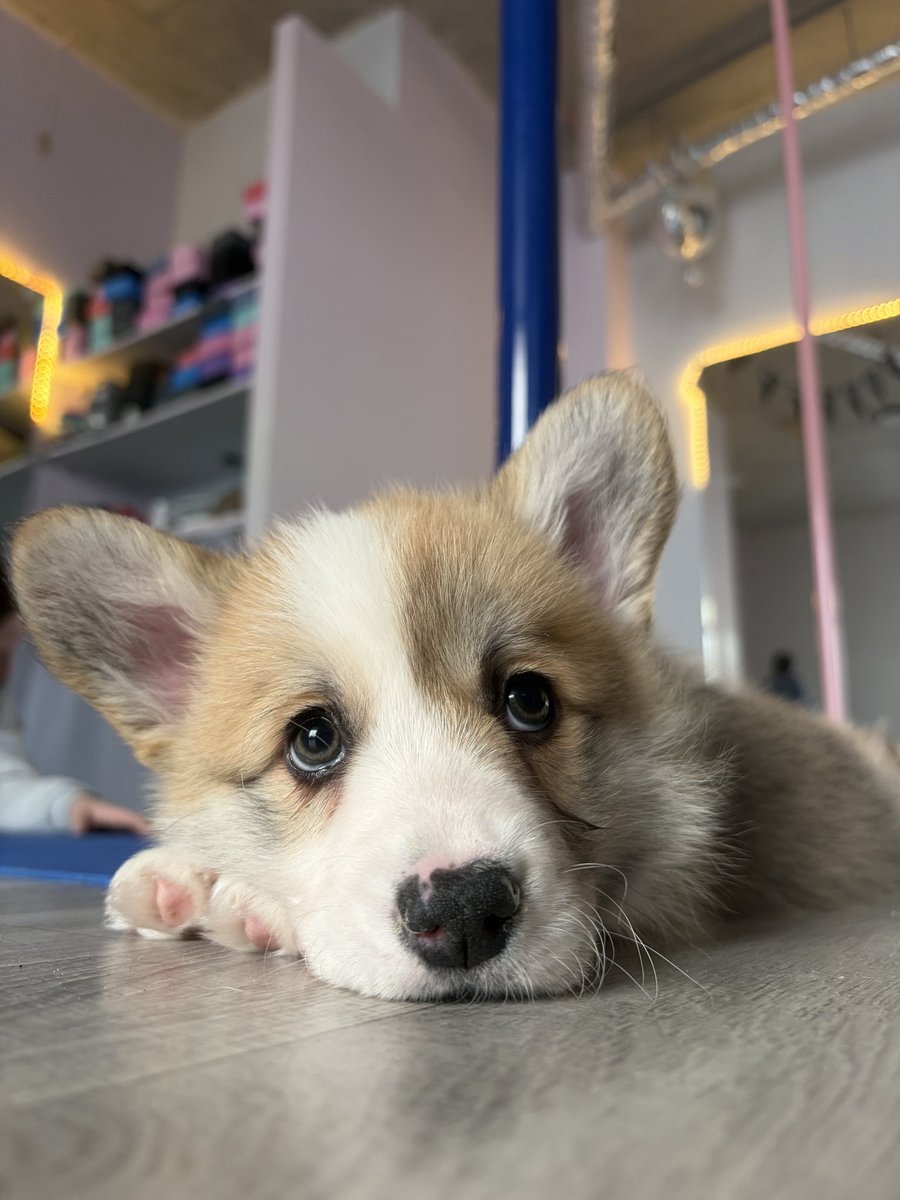 alex in her dnp era tweet media