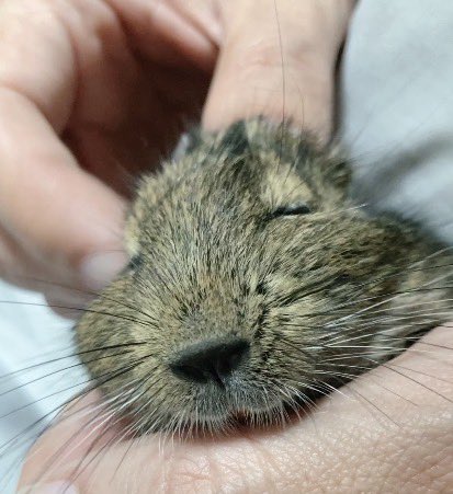 デグーのびび tweet media