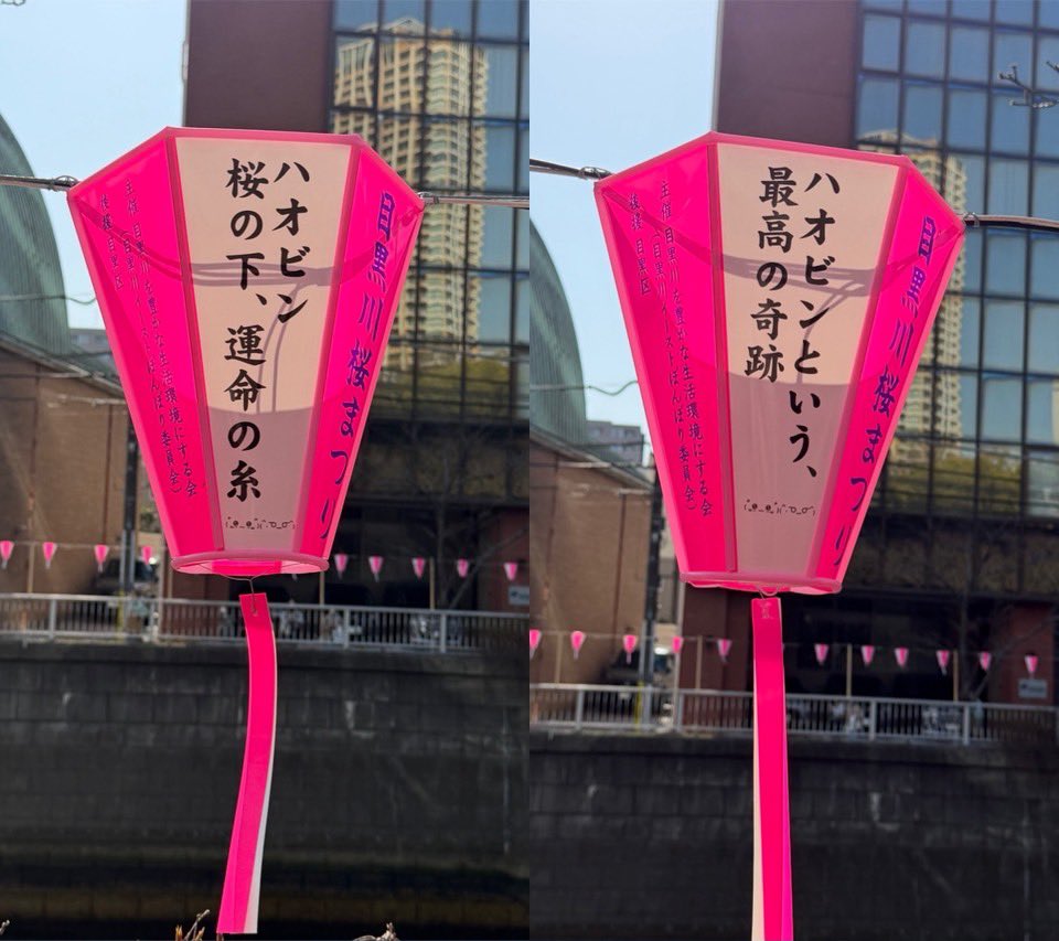 🌸目黒川に咲く、ハオビンへの想い🌸

ハオビンのぼんぼりが目黒川を彩ります✨
中目黒と目黒駅側の2箇所に飾っているので、ぜひ見に来てください

🩵🩷二人の幸せを願って🩷🩵

📅 3/20-4/5頃
📍詳細はコメント欄へ👇

#目黒川桜まつり #ZB1
#ハンビン #ハオ #ハオビン
#SUNGHANBIN #ZHANGHAO