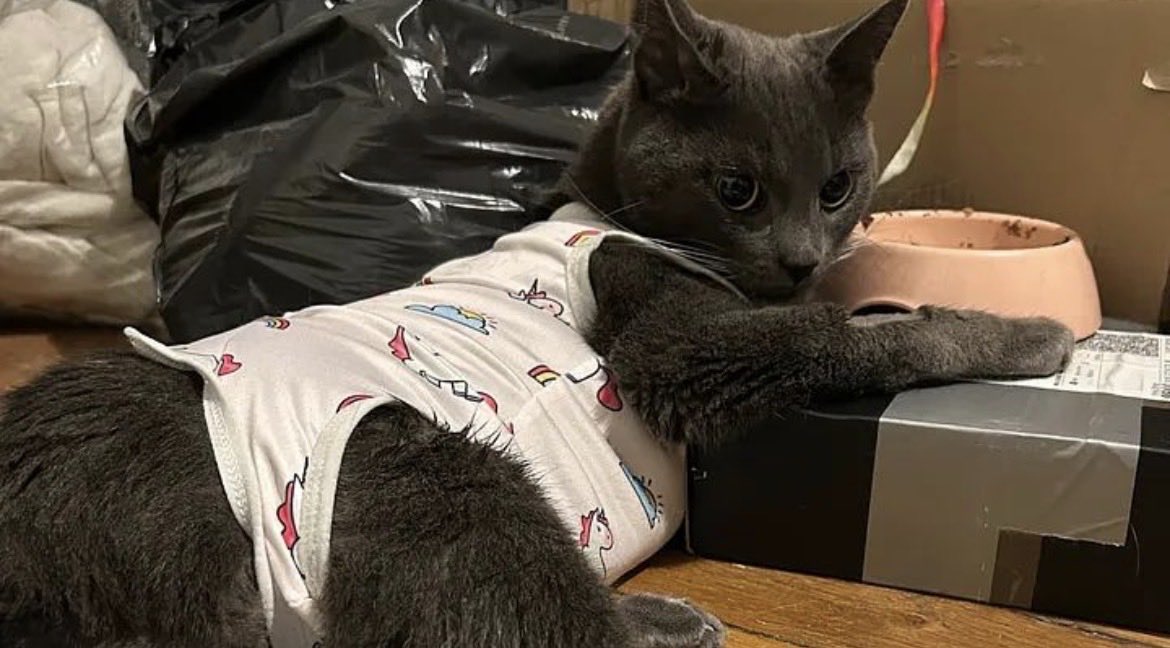 daisysoldier's tweet photo. i hate to do that but my cat almost died last sunday (he’s doing better now ❤️‍🩹). he had surgery and the bill is huge. i need help…

if you could donate a little something or share, it would mean the world to me.
thank you 🫶🏻

https://t.co/J17D69vueO https://t.co/5HsrrDbSTT