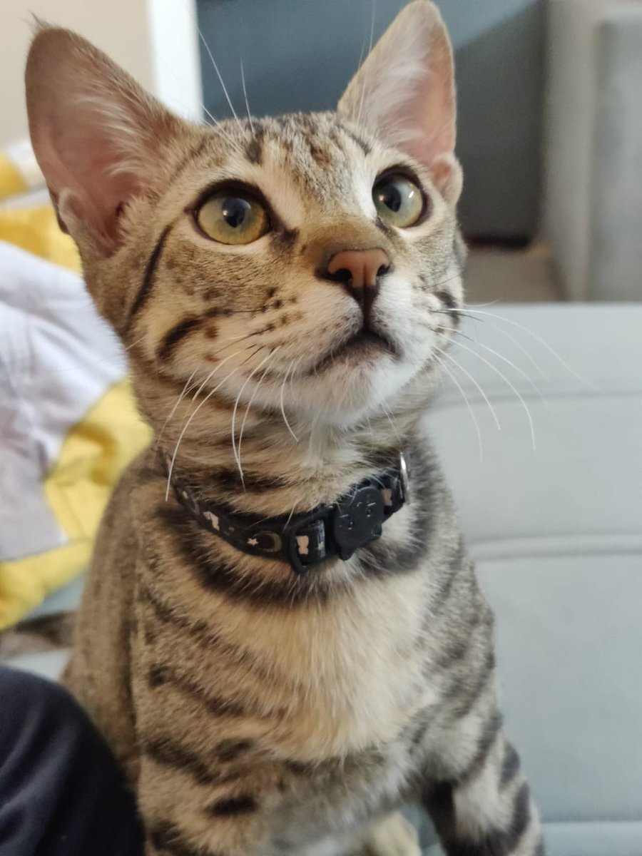 Abhishek Joshi 👨💻🐶 tweet media