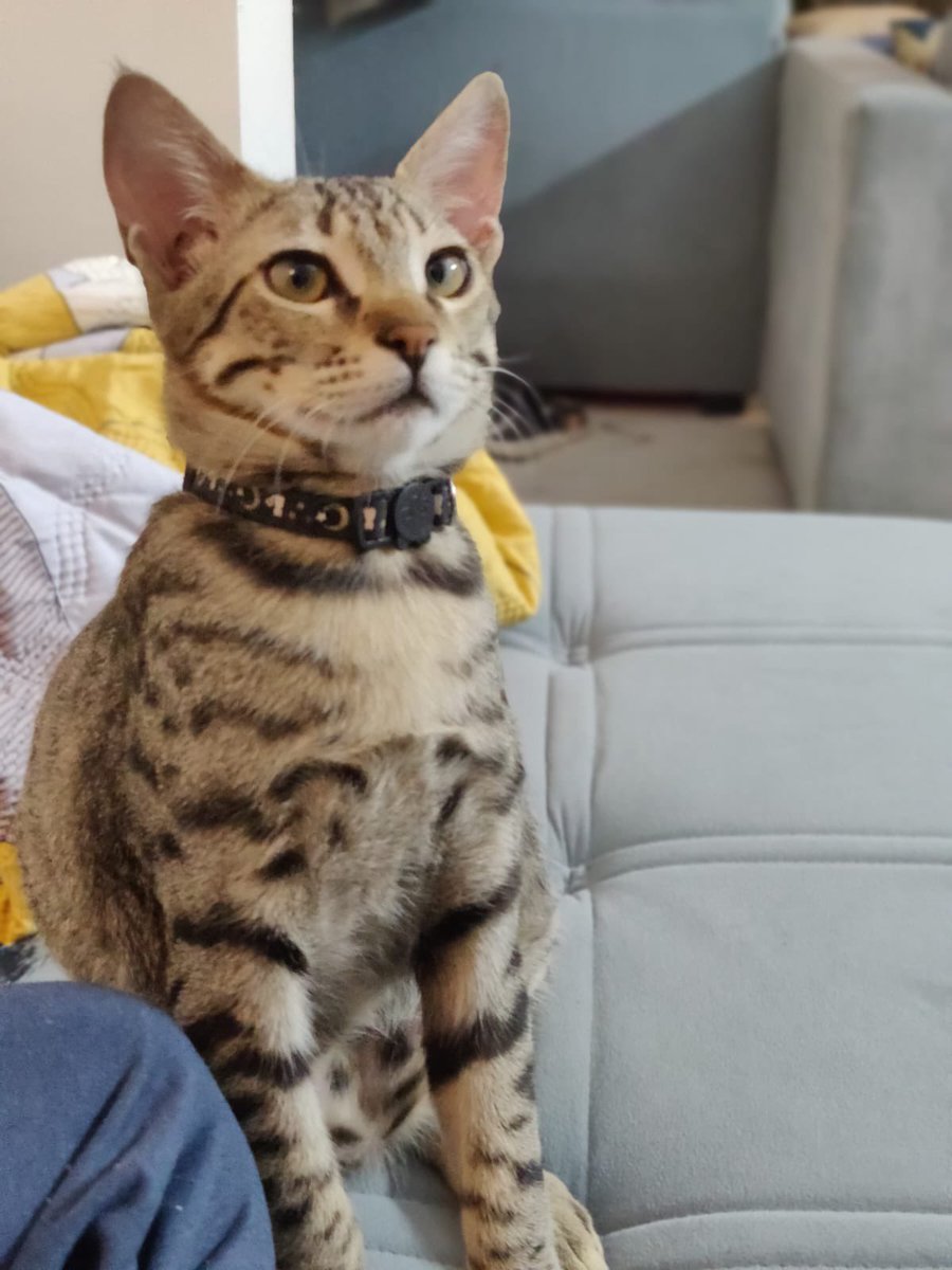 Abhishek Joshi 👨💻🐶 tweet media