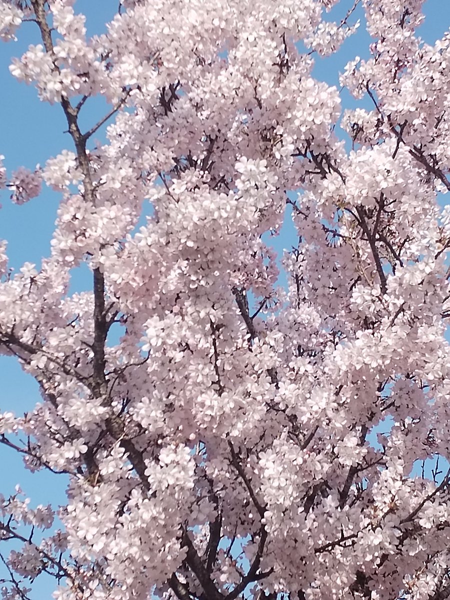 susan newcombe tweet media