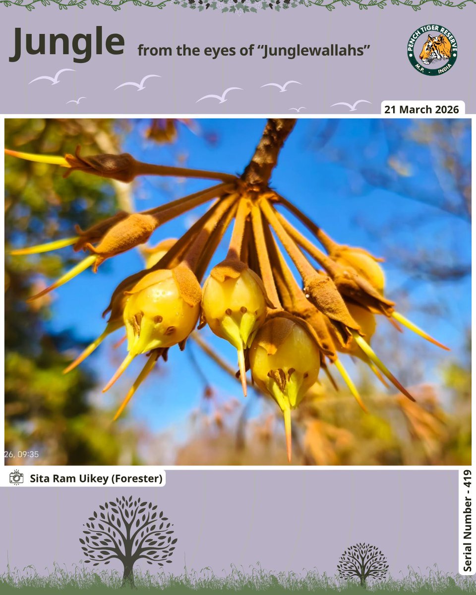 Pench Tiger Reserve tweet media