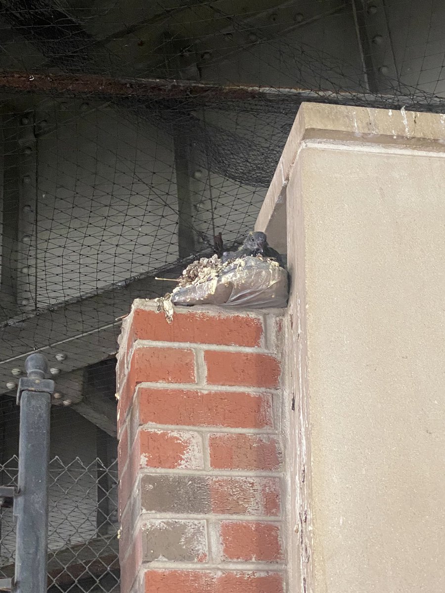 🅱️ird Dirt tweet media