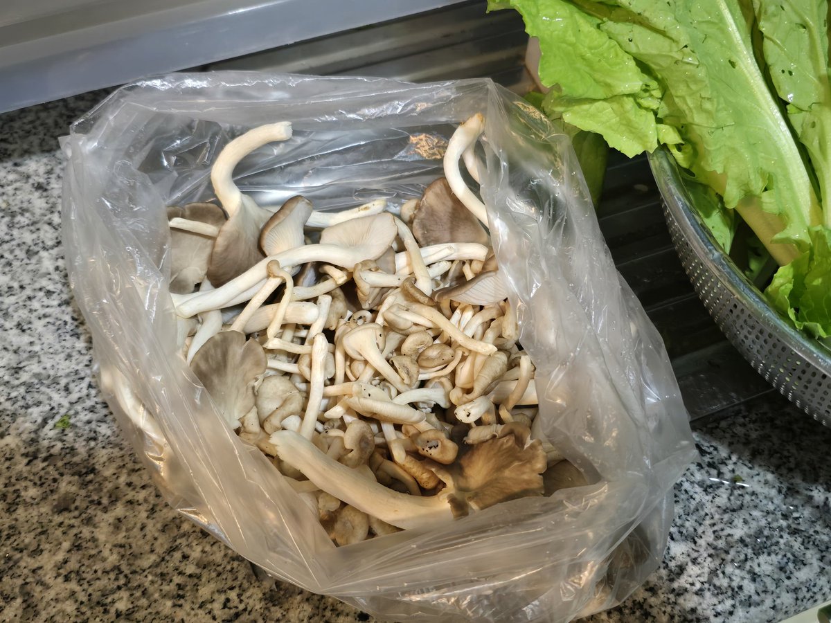 It's hamuzilar 🐺 ||| tweet media