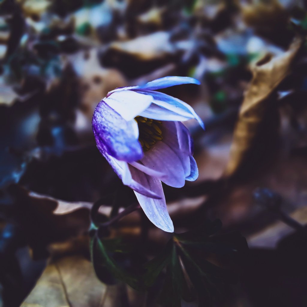 Alice_Lykou's tweet image. .

.

#PhotographyIsArt