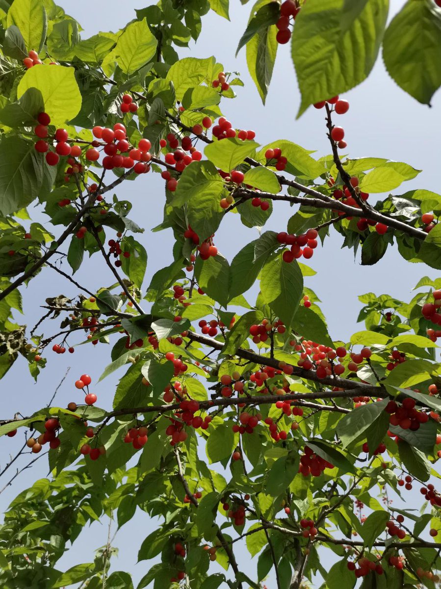 Muhyya Delvina Maria tweet media