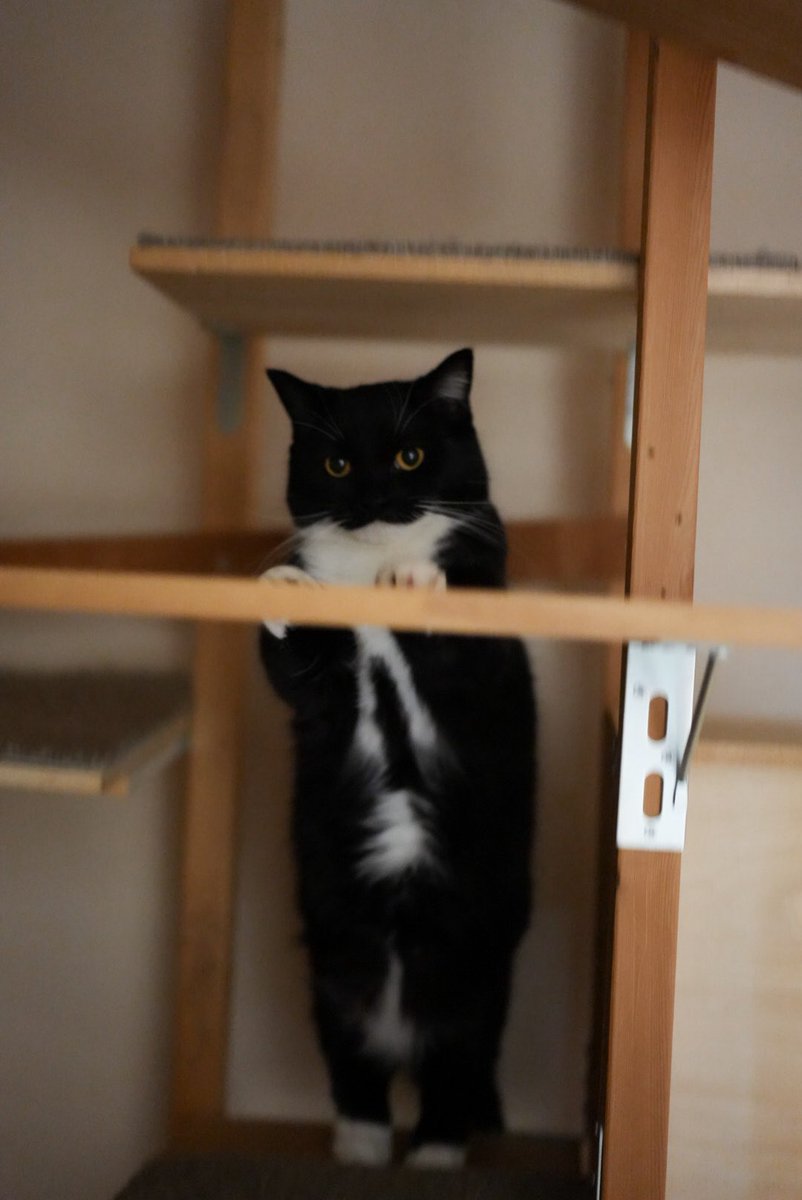 I'm Uni :3 tweet media