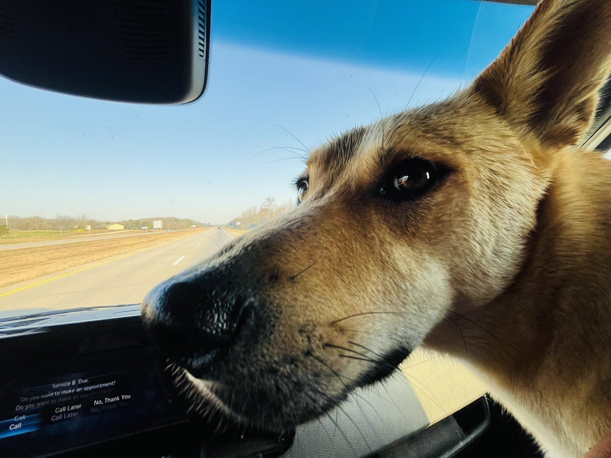 Doge Van tweet media