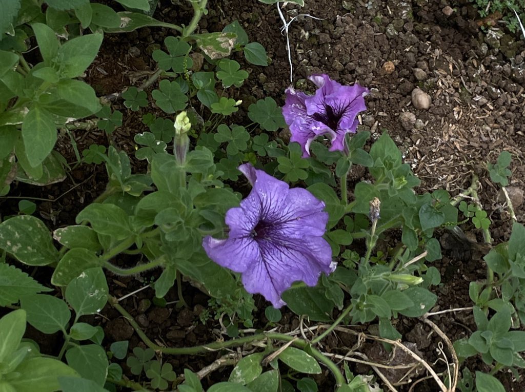 Seroja Rekah tweet media