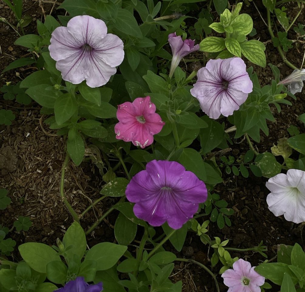 Seroja Rekah tweet media