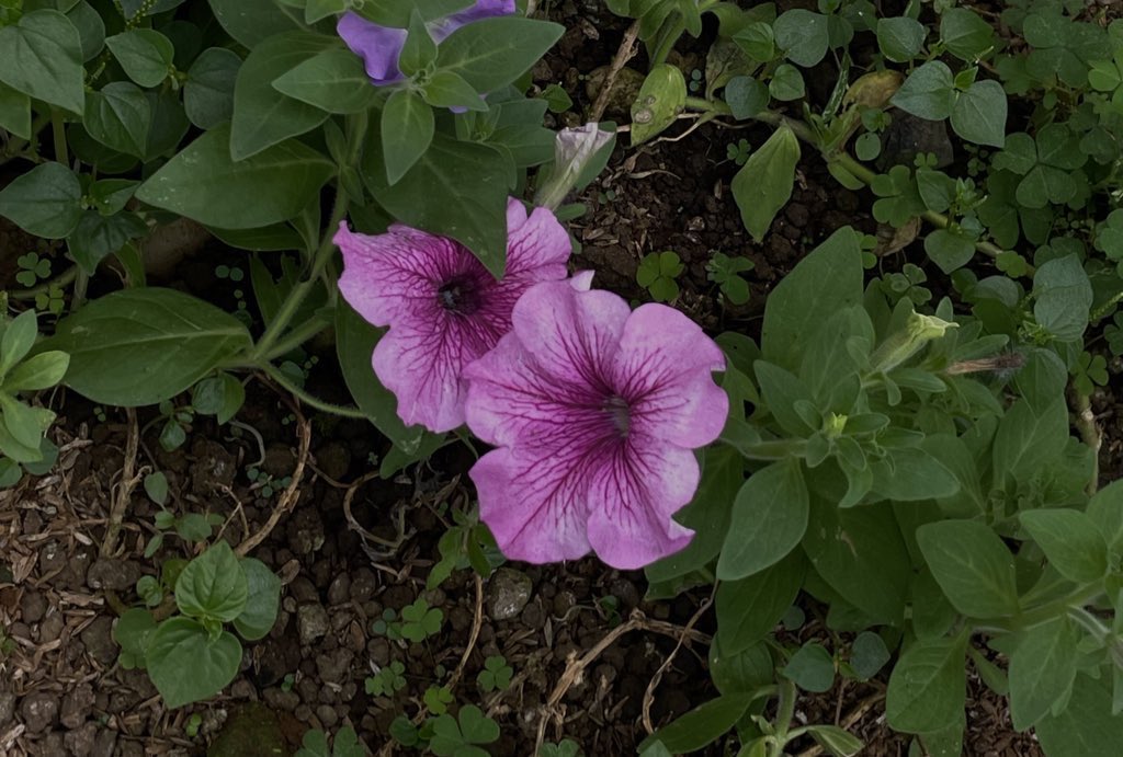 Seroja Rekah tweet media