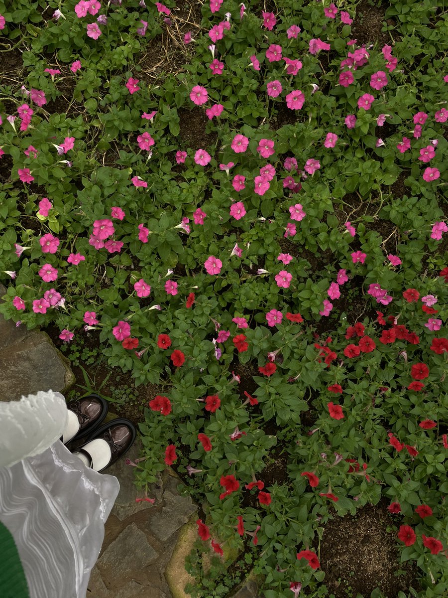 Seroja Rekah tweet media