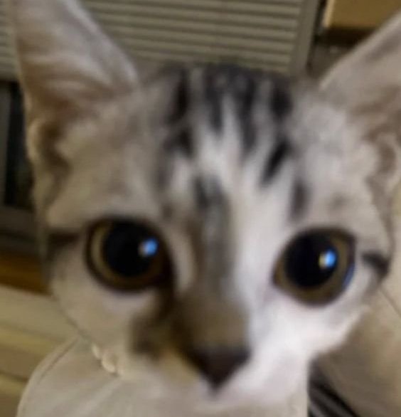 𝒯𝐻𝐸 𝒮𝒞𝐼𝐸𝒩𝒯𝐼𝒮𝒯 . tweet media