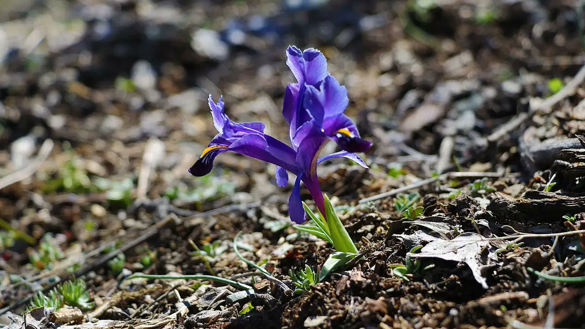 Shersd's tweet photo. "Biliyorsun, biz hangi semtin çocuklarıyız.
Bahar gelince içimiz biraz daha mavi,
Ellerimiz biraz daha güneş kokar."
#bahar #Mavi #21Mart #spring #springhascome #bluefeeling #sunnyscent #21March https://t.co/KlKPB5j1D2