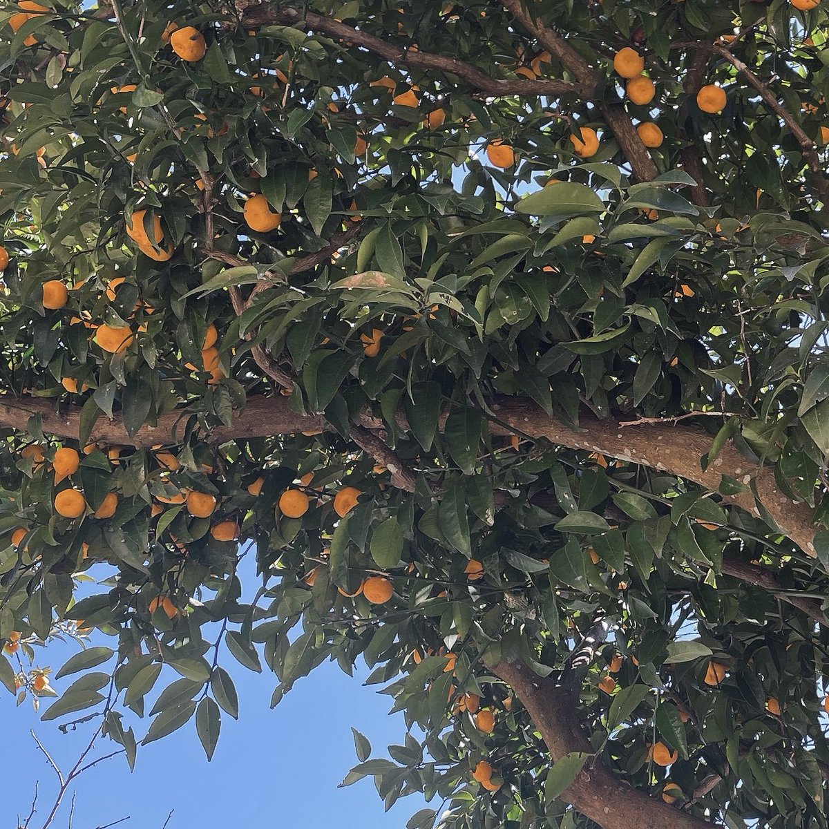 mugi┊︎にじそ【西4ト-07】 tweet media