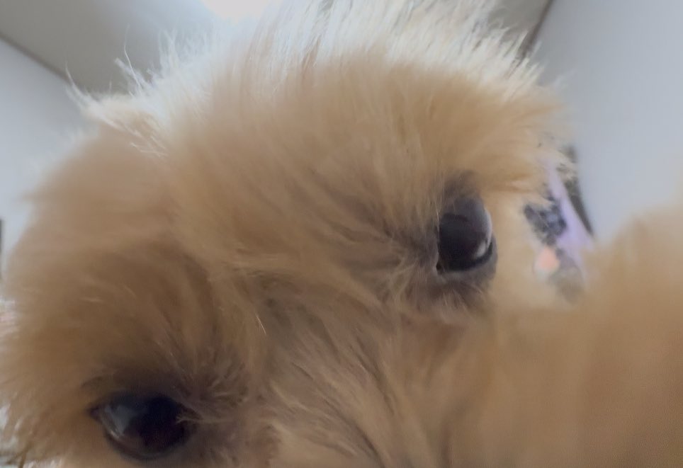 스타견 낫또 tweet media