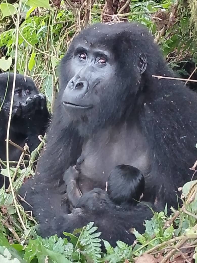 Uganda Wildlife Authority tweet media