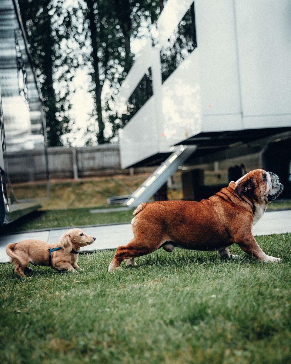 F1HardWalls4K's tweet photo. Show me a cuter picture
#riproscoe https://t.co/YRtlqz88dE