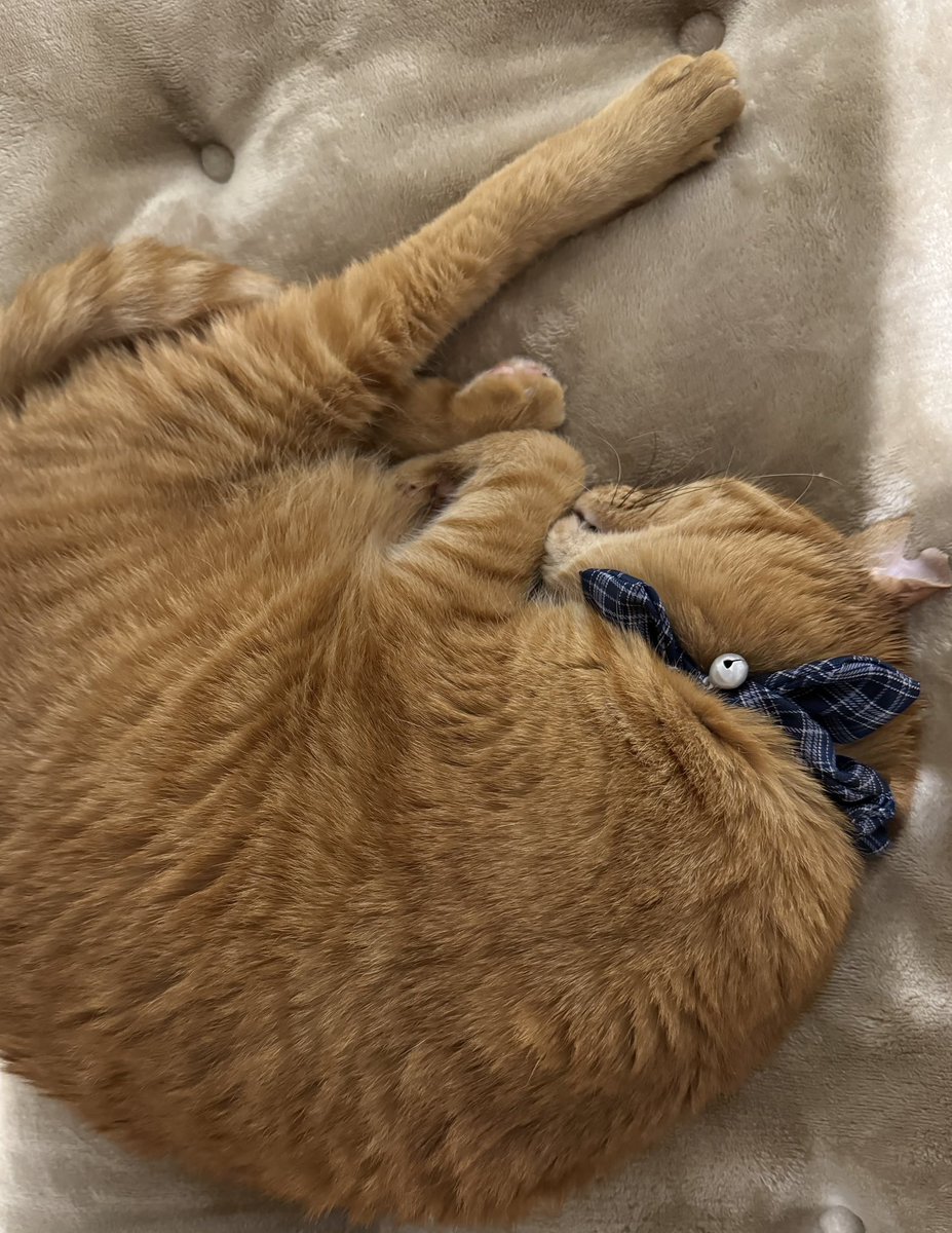 nao(レモンソータママ🍋) tweet media