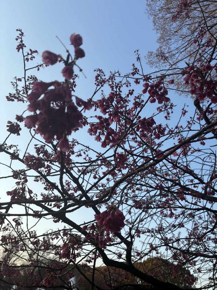 青彡月 tweet media