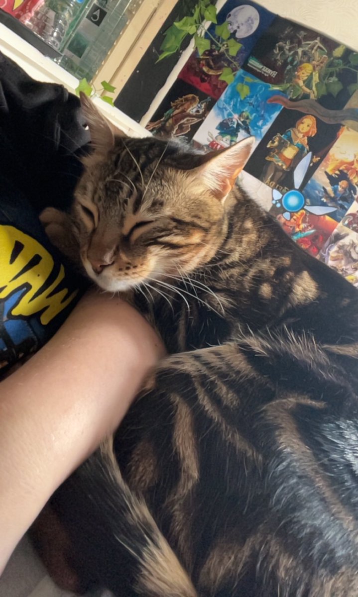 LEXI CONGDON tweet media