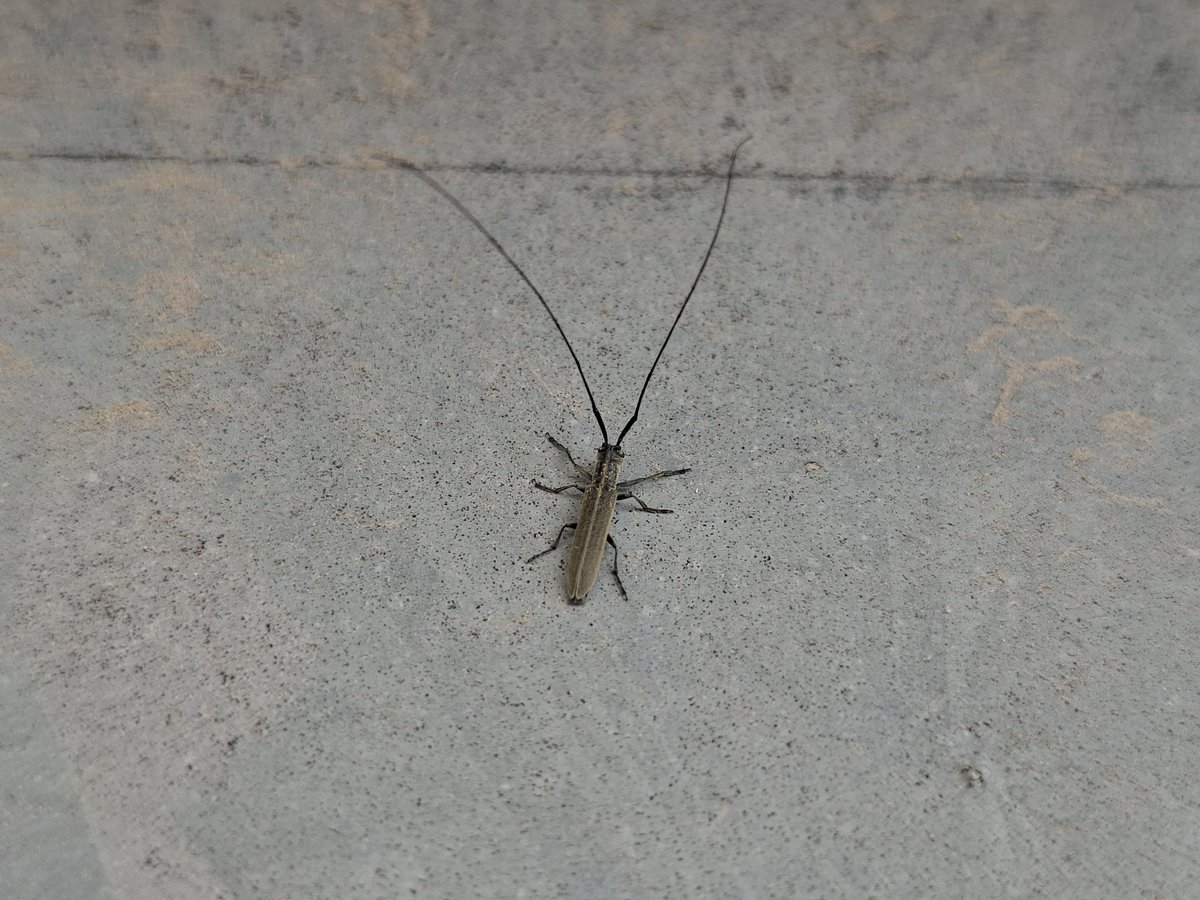 𝐌𝐚𝐧𝐨 tweet media