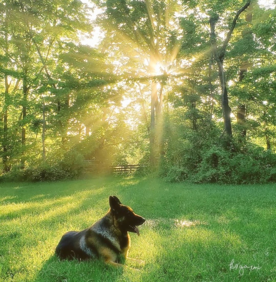 GM.

"Nature's first green is gold,
Her hardest hue to hold.
Her early leaf's a flower;
But only so an hour.
Then leaf subsides to leaf,
So Eden sank to grief,
So dawn goes down to day—
Nothing gold can stay."